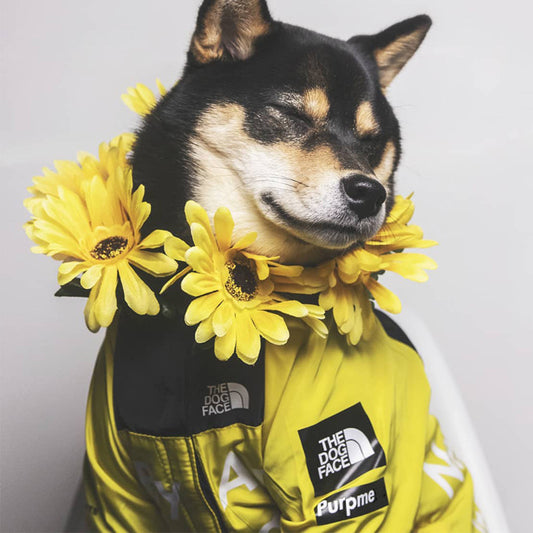 Dog north face jacket windproof and rainproof polyester dog raincoat